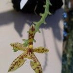 Phalaenopsis cornu-cervi Floare