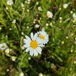 Anthemis ruthenica Flor