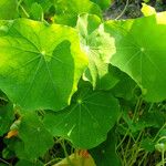 Tropaeolum majus Feuille