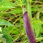 Angelica triquinata Magamba