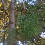 Pinus patula Leaf