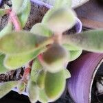 Crassula rogersii Hoja