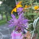 Centaurea nigrescensFleur