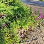 Vicia tenuifolia 整株植物