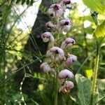 Pyrola asarifolia फूल