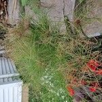 Cyperus papyrusЛисток