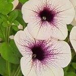 Petunia × atkinsiana Muu