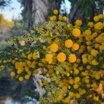 Acacia pulchella Flor