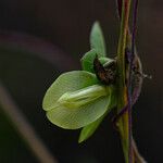 Macrotyloma axillare Flower