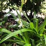 Chlorophytum nepalense 葉