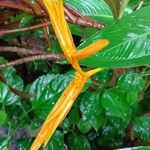 Heliconia psittacorum Hostoa