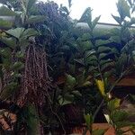 Caryota mitis Fruit