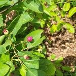 Amelanchier canadensis Fruit