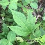 Ambrosia trifida Leaf