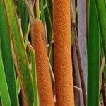 Typha domingensis Virág