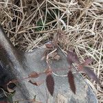 Euphorbia nutans Leaf