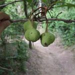 Ungnadia speciosa Fruit