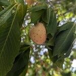 Aesculus glabraΦρούτο