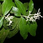 Rudgea cornifolia Folha