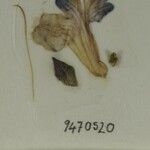 Scutellaria prostrata Otro