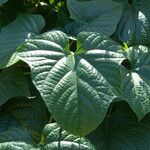 Clerodendrum paniculatum Folla