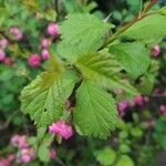 Prunus triloba Blatt