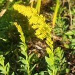 Solidago fistulosa Кветка