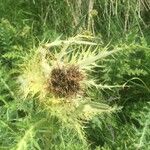 Cirsium spinosissimum Fruit