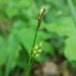 Carex alba പുഷ്പം