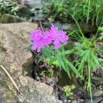 Phlox carolina Flower