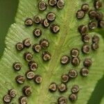 Dryopteris sieboldii Fruit