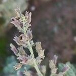 Nepeta nepetella 花