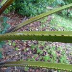 Livistona australis Likasa