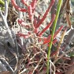 Salicornia neei Habit