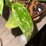 Hoya macrophylla Leaf