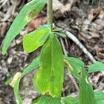 Hypericum punctatum List