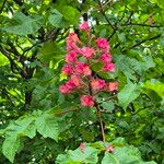 Aesculus × carneaFlower