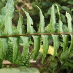 Nephrolepis undulata Leaf