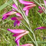 Gladiolus italicus Blodyn