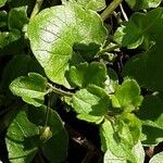 Centella asiatica Blad