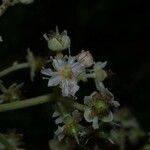 Hasseltia floribunda Цвят