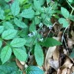 Circaea lutetianaFlower