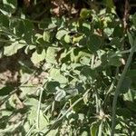 Eriogonum cinereum Leaf