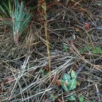 Goodyera oblongifolia عادت