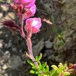 Daboecia cantabrica Blomma