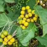 Solanum chrysotrichum Frukto