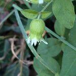 Silene baccifera Žiedas