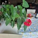 Anthurium scherzerianumFlower