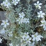 Cerastium tomentosum Otro