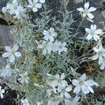 Cerastium tomentosum Övriga